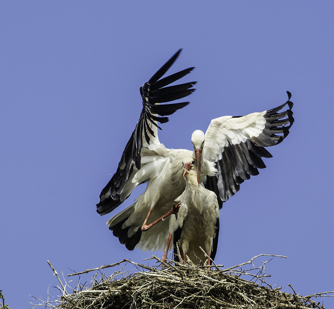 Storch