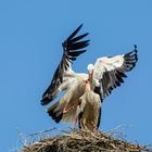 Storch