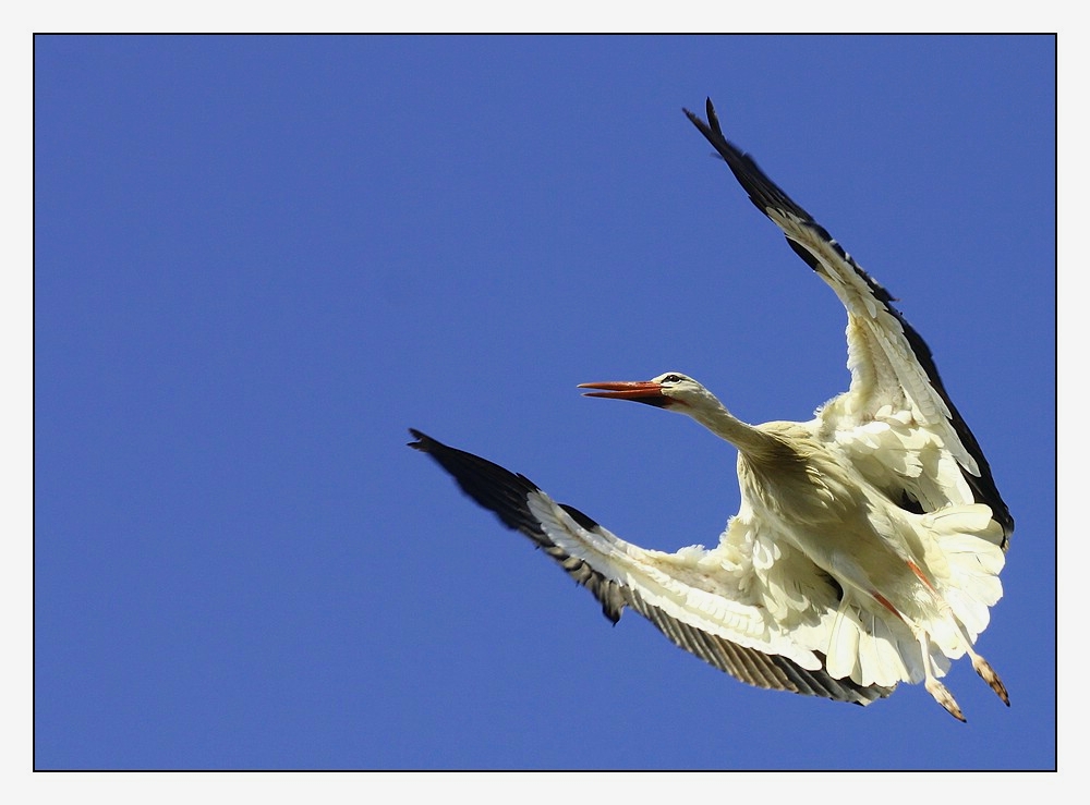 Storch