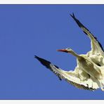 Storch