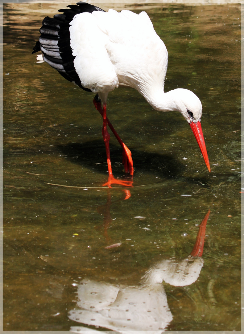 Storch