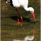 Storch