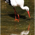 Storch