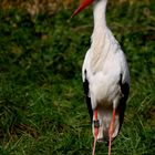 Storch