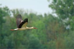 Storch