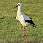 Storch