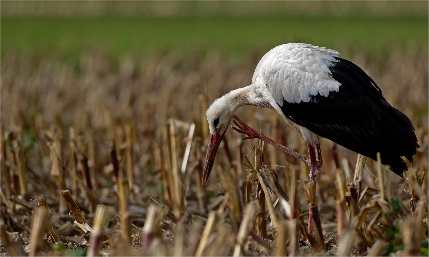 Storch