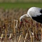 Storch