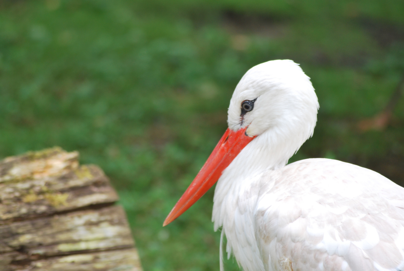 Storch