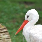 Storch