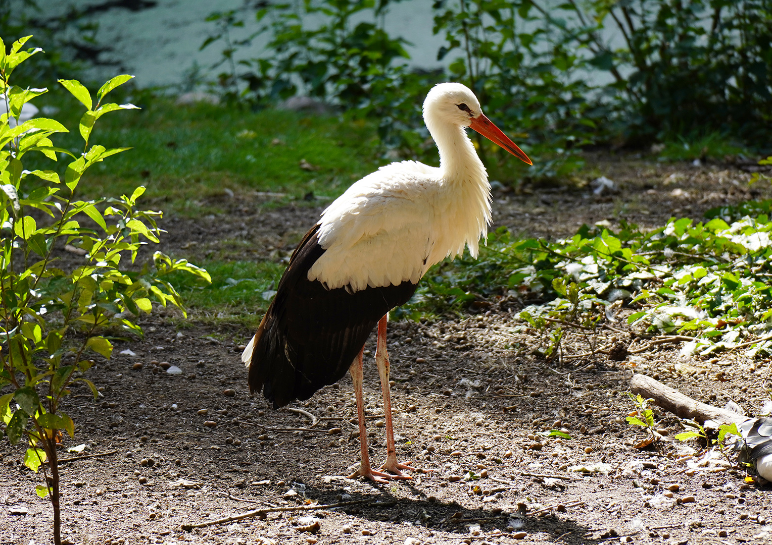 Storch