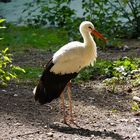 Storch