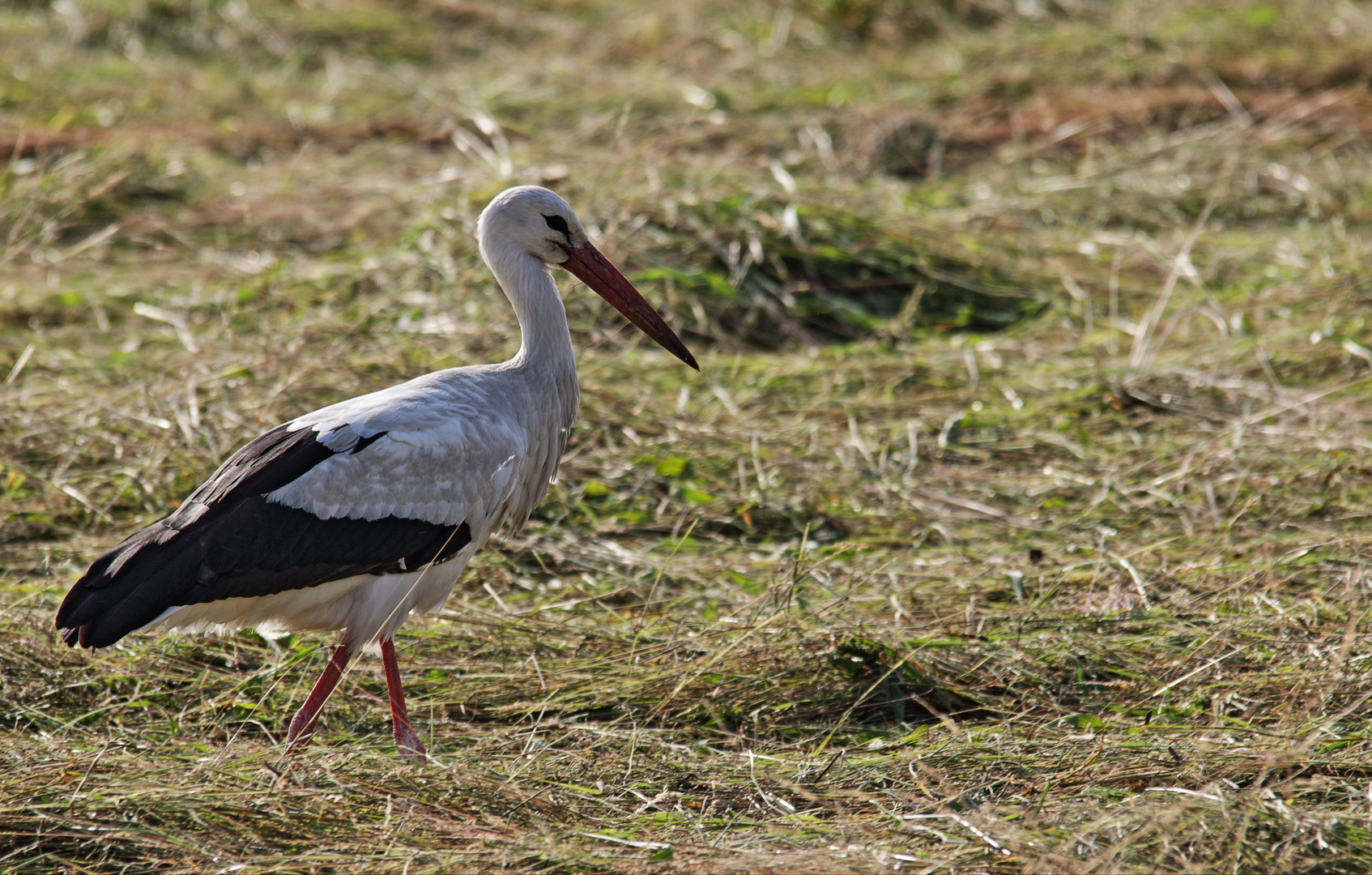 Storch