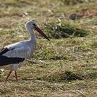 Storch