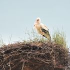 Storch