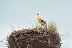 Storch