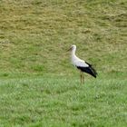 Storch