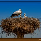  Storch