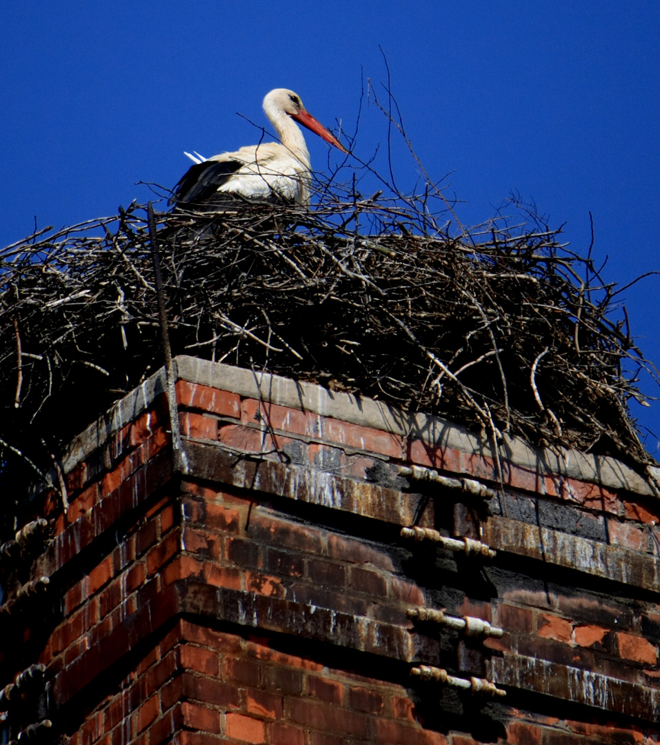 Storch