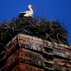 Storch