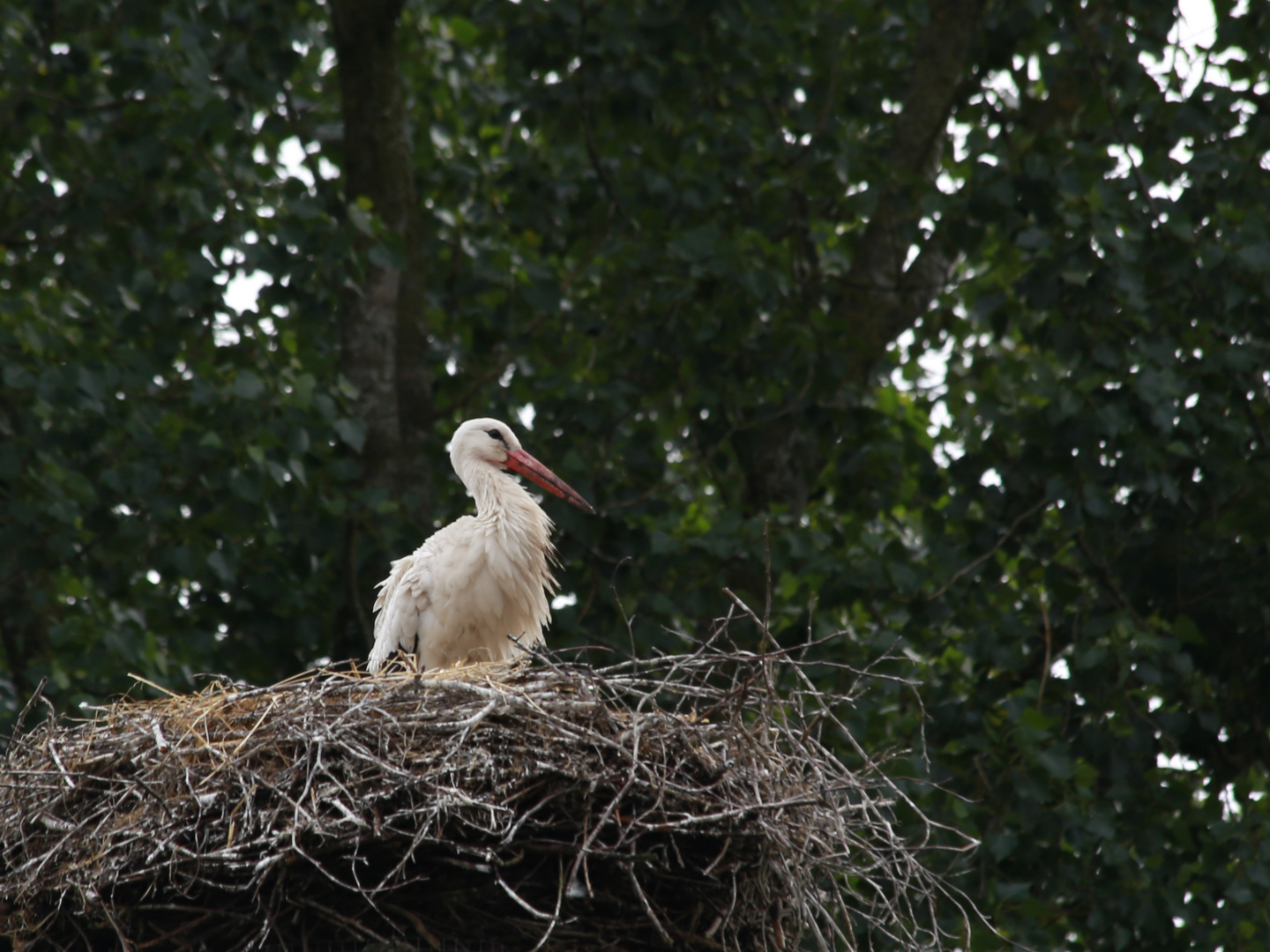 Storch