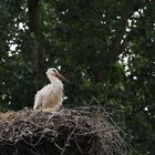 Storch