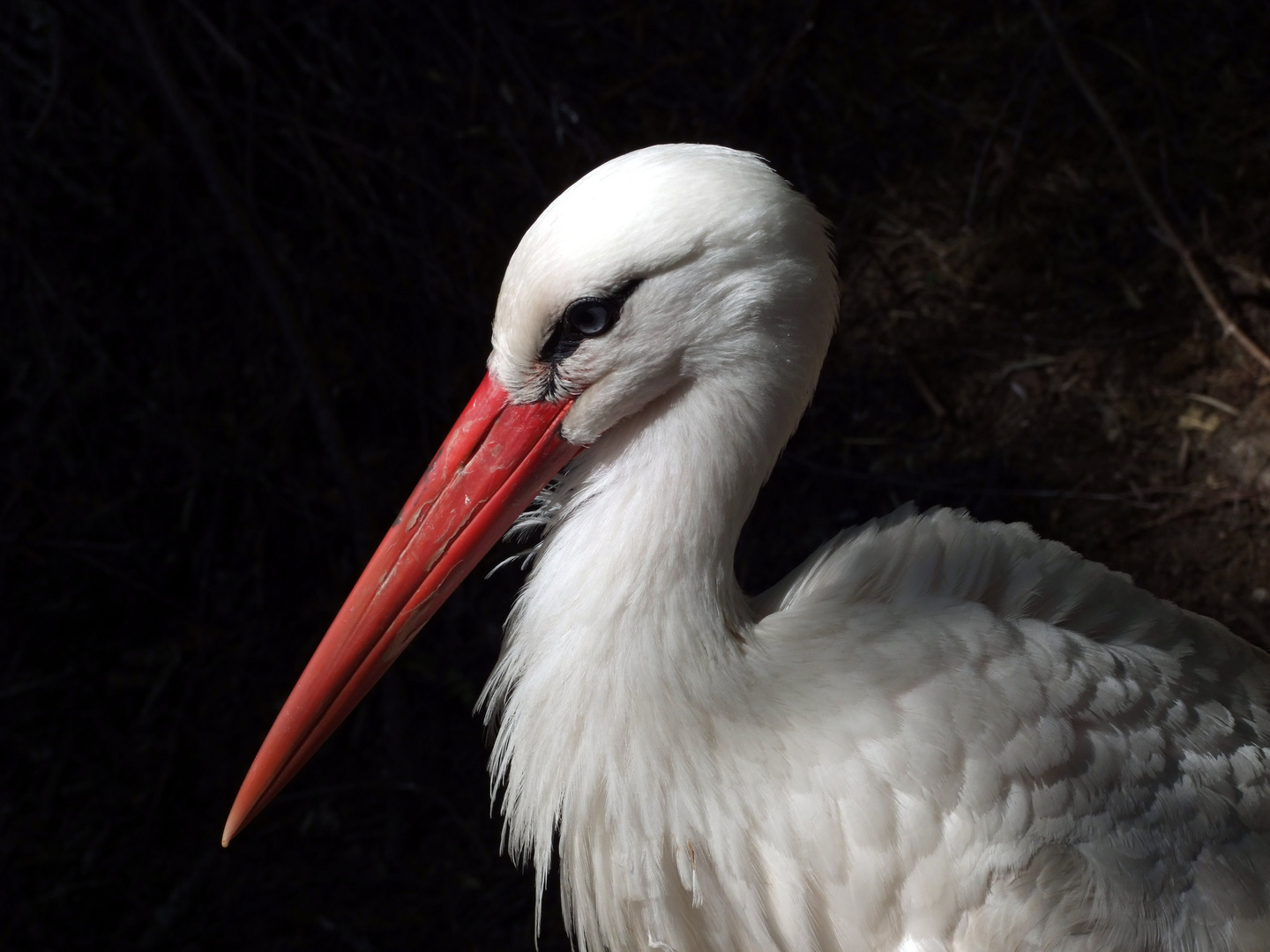 Storch