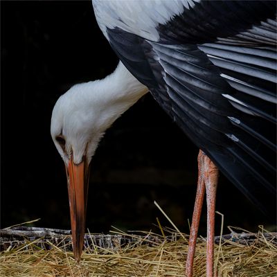 Storch
