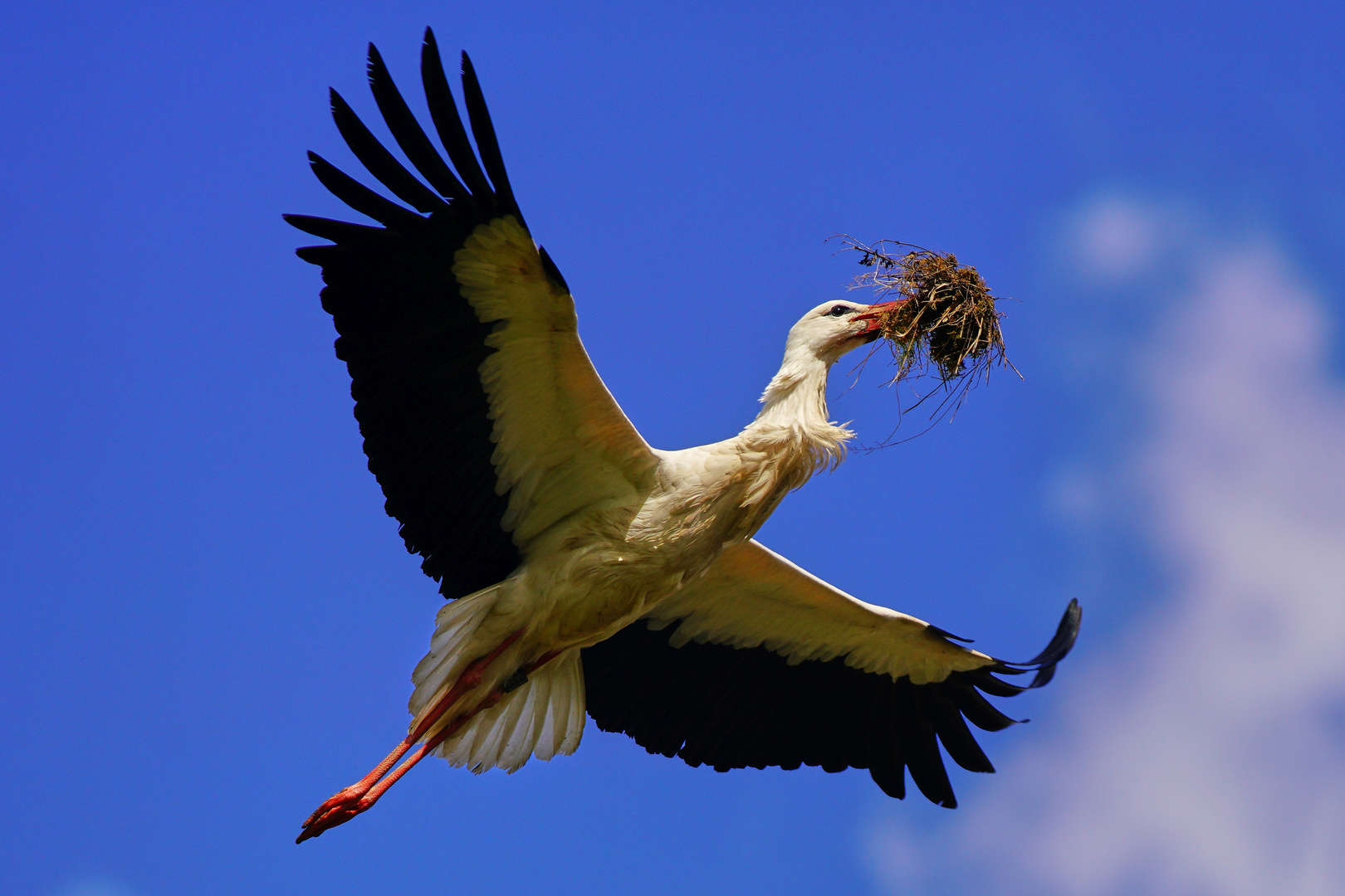 storch