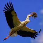 storch