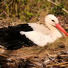 storch