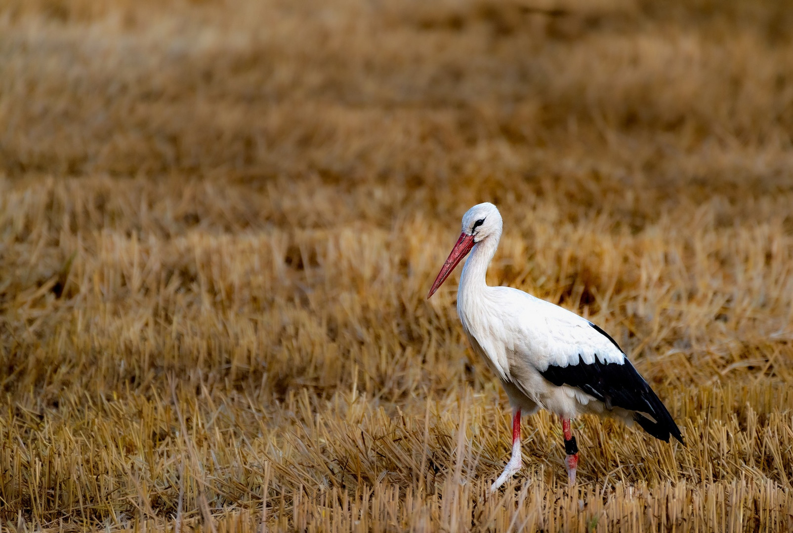 Storch.