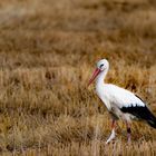 Storch.