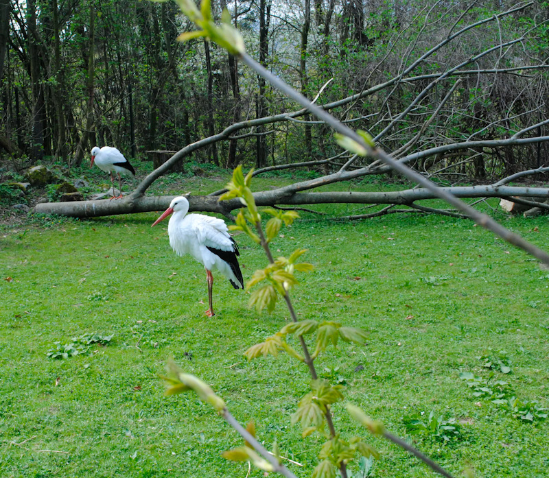 Storch