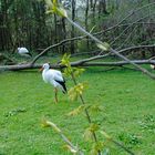 Storch