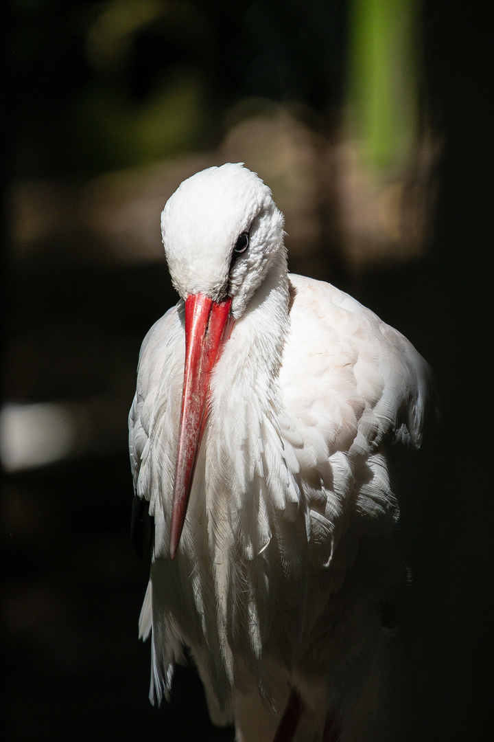 Storch