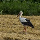 Storch