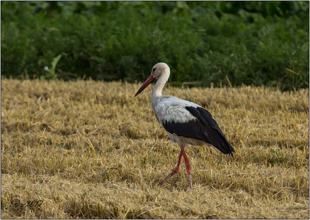 Storch