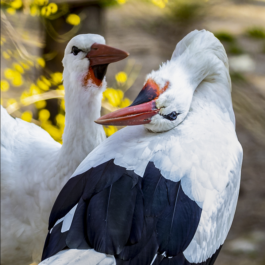 Storch