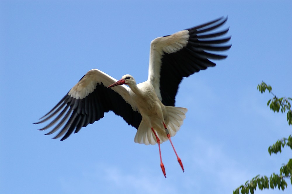 Storch