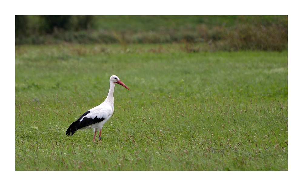 Storch