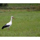 Storch