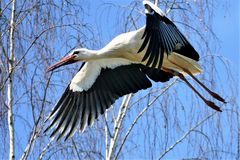 Storch