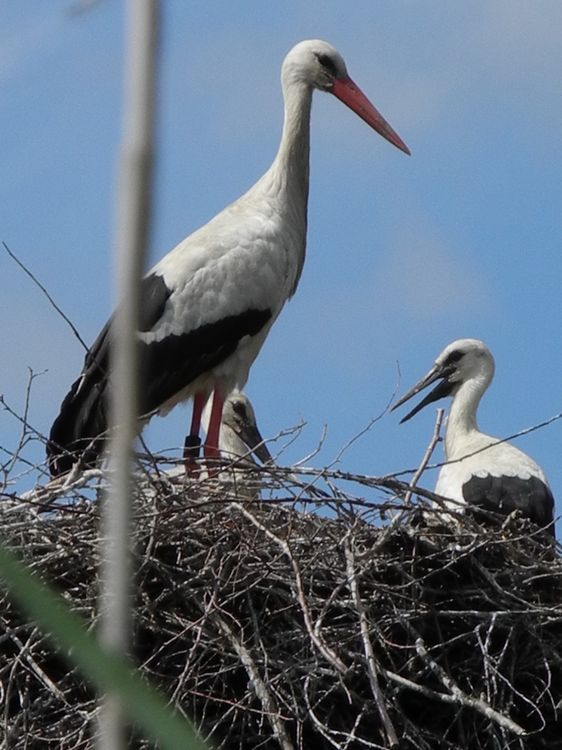 Storch