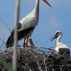 Storch