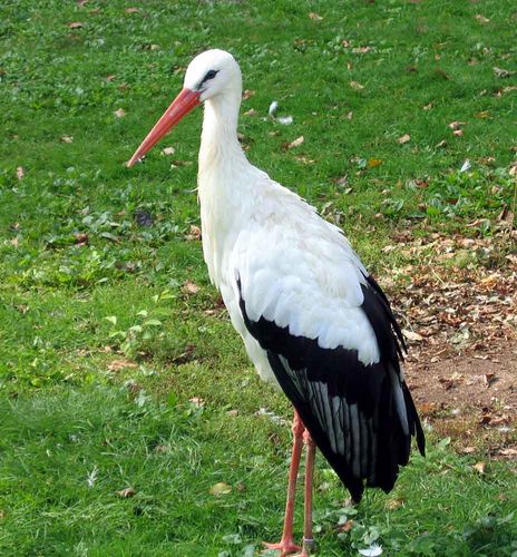 storch