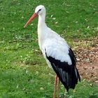 storch