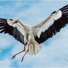 Storch