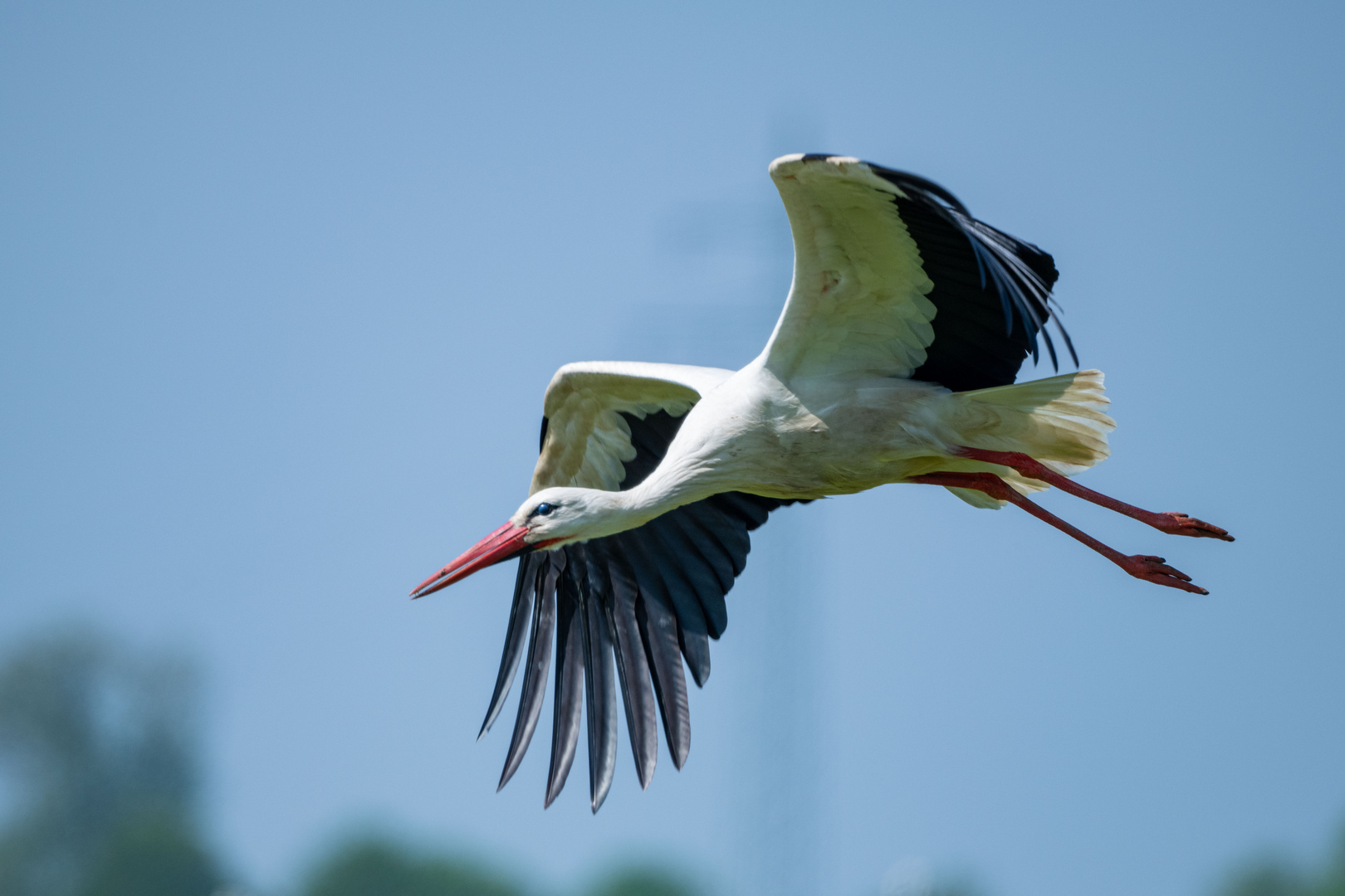 Storch 5