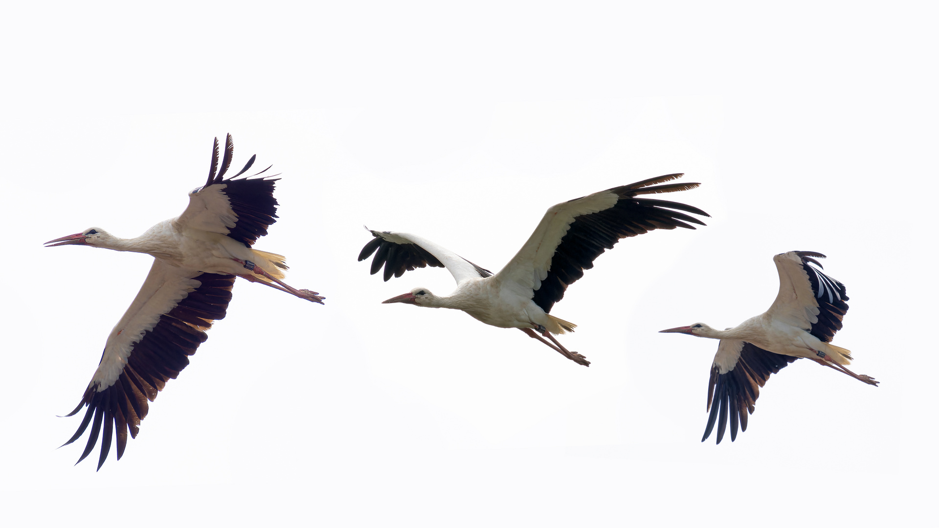 Storch